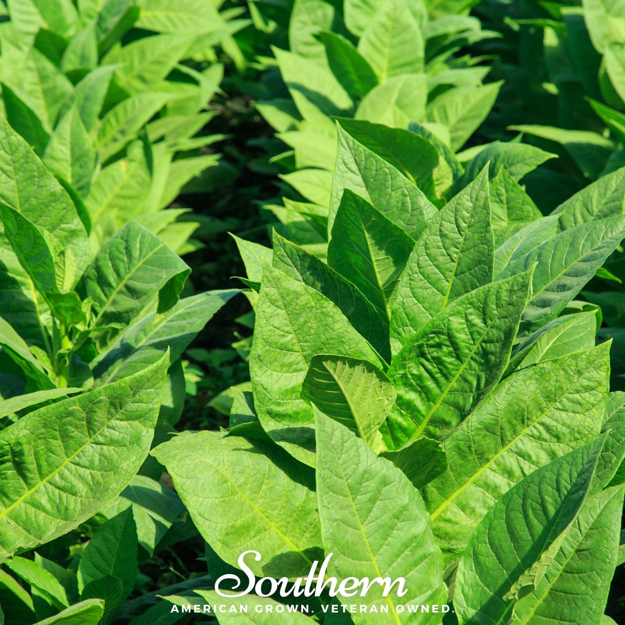 Virginia Gold Tobacco – 500 Seeds