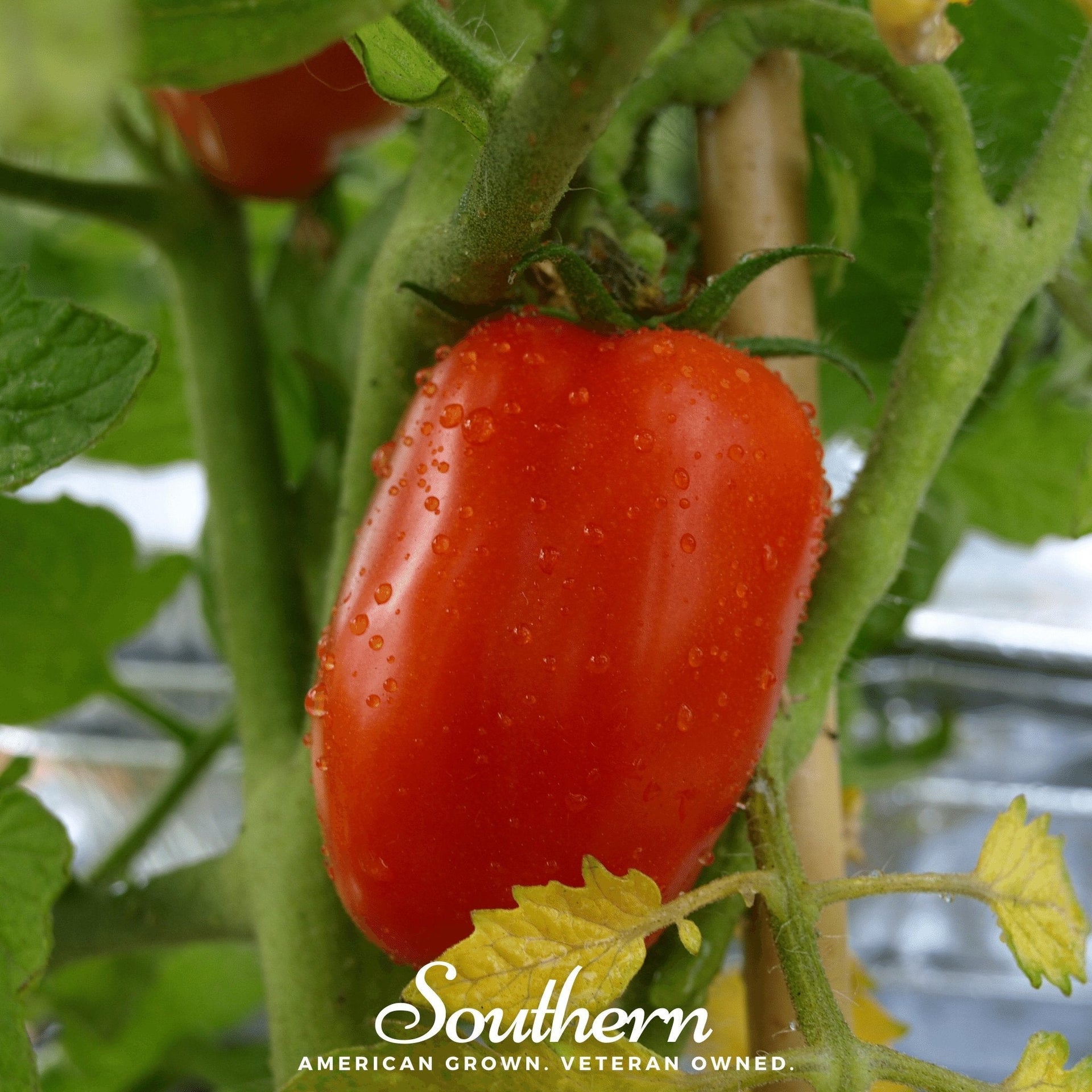 San Marzano Tomato - 50 Seeds
