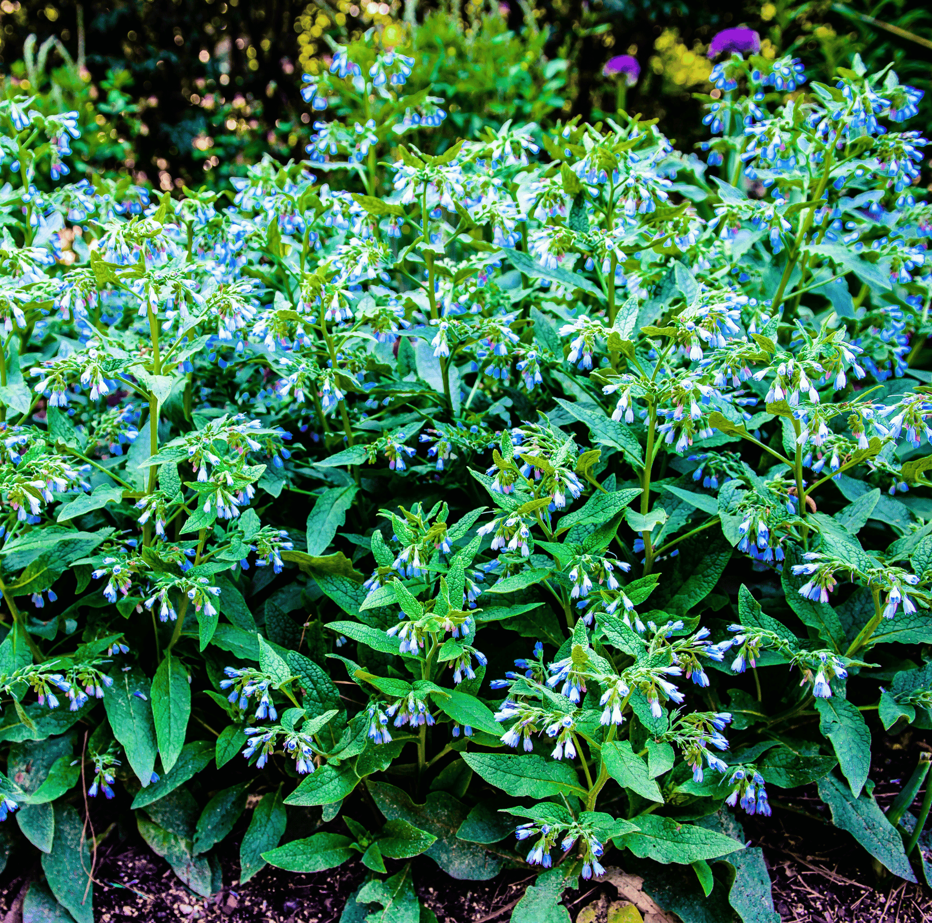True Comfrey – 20 Seeds