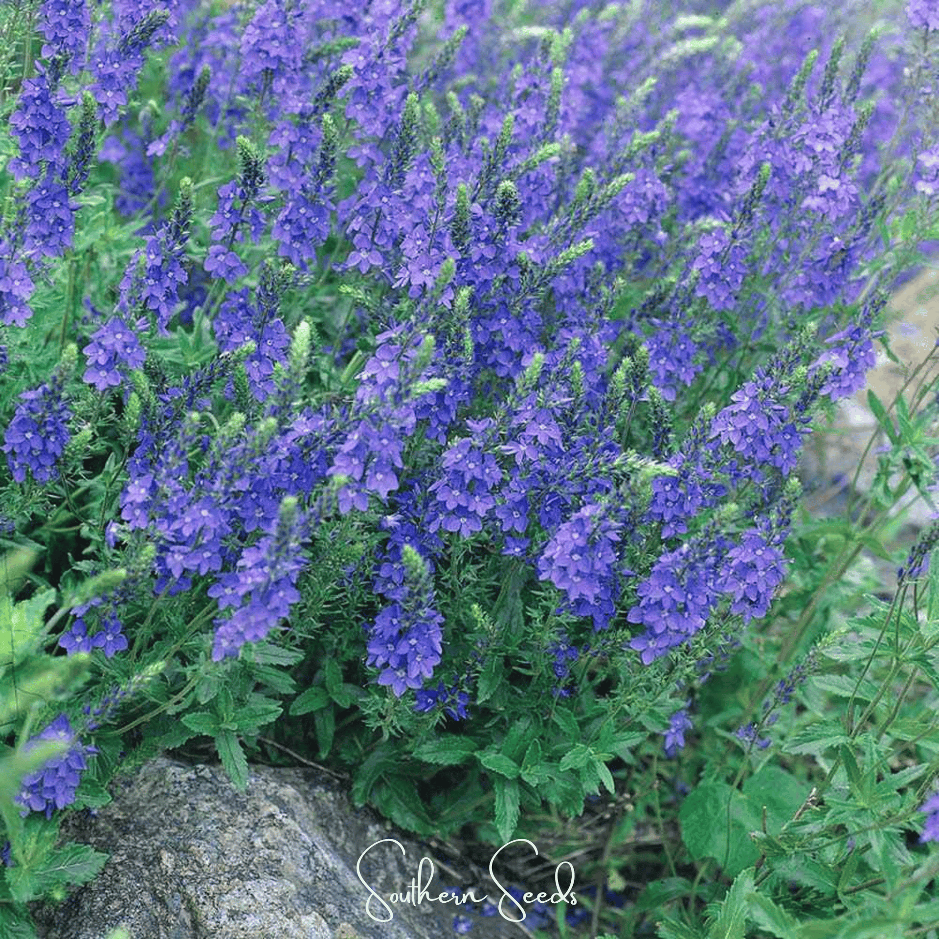 Royal Blue Veronica Speedwell – 50 Seeds