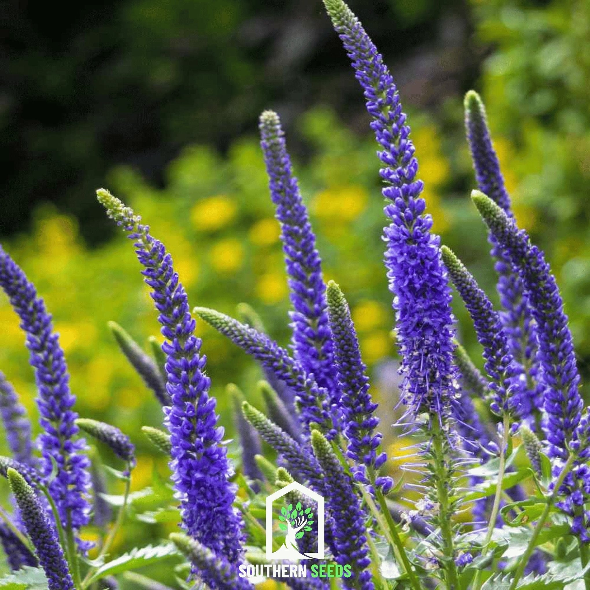 Spiked Speedwell Veronica – 50 Seeds