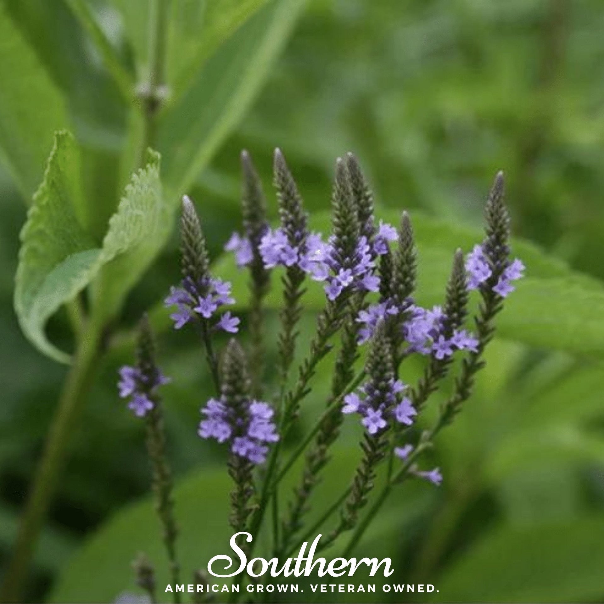 Blue Vervain – 100 Seeds