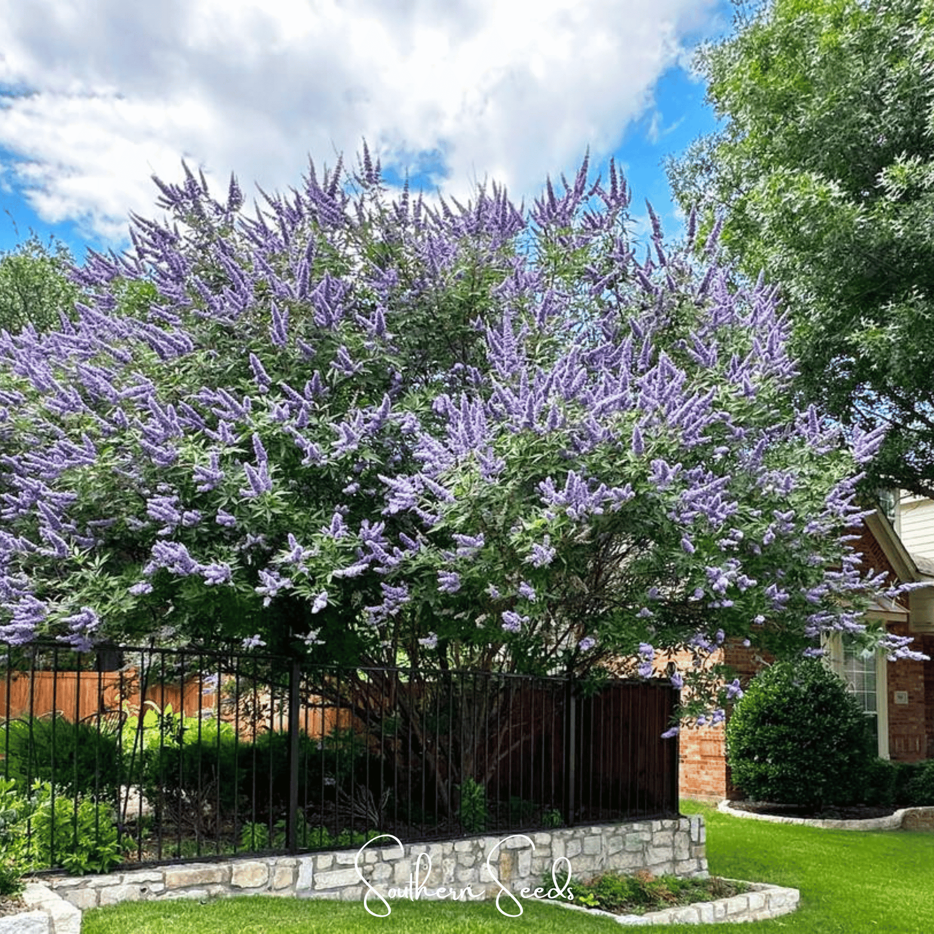 Vitex (Chaste Tree – Texas Lilac) – 20 Seeds