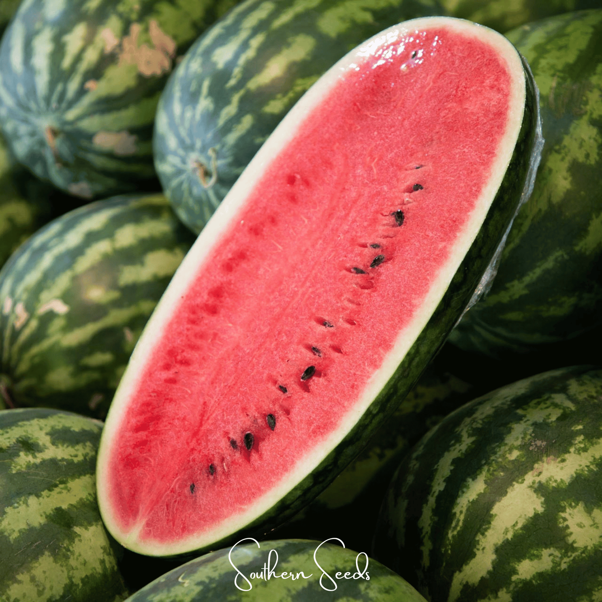 Congo Watermelon – 25 Seeds