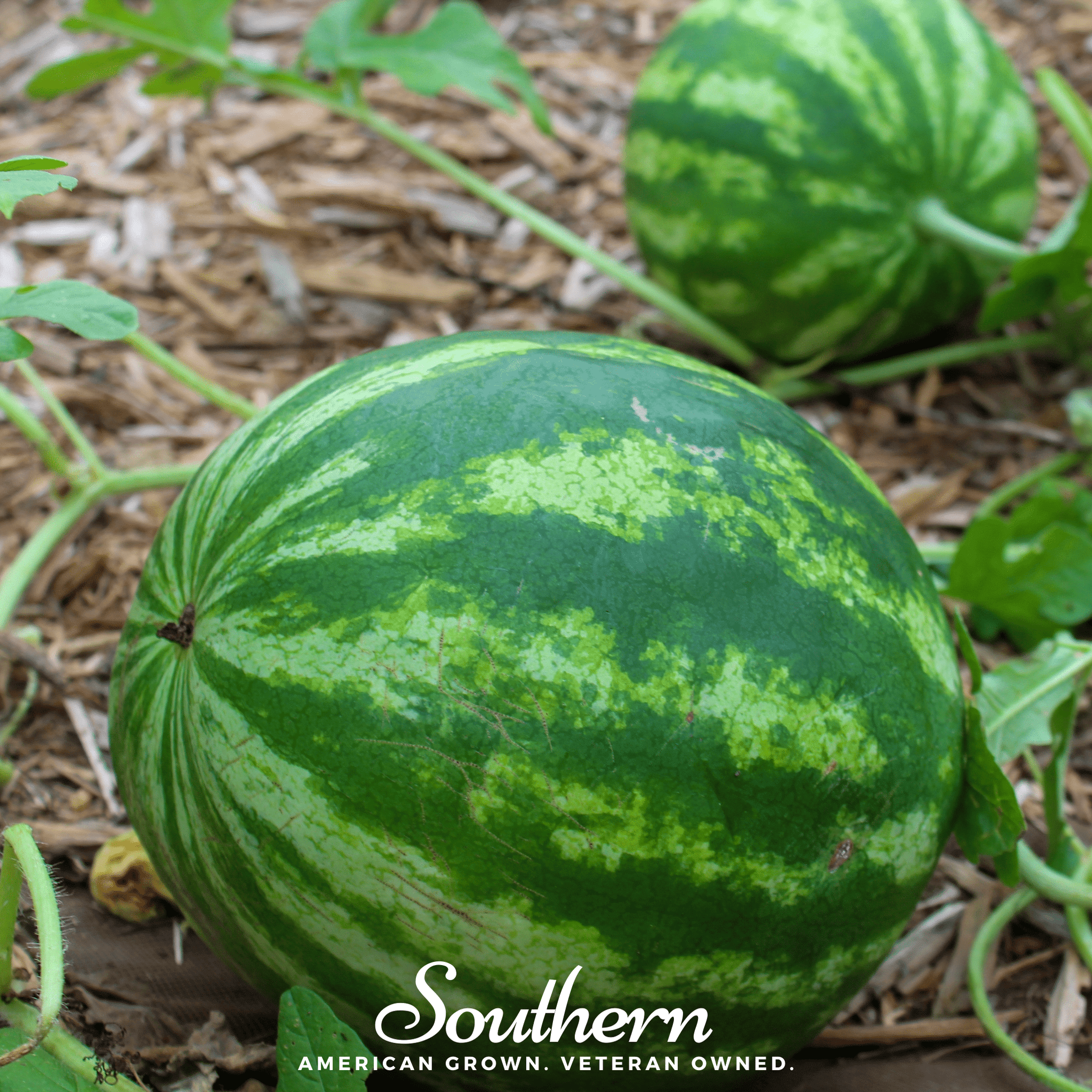 Crimson Sweet Watermelon – 25 Seeds