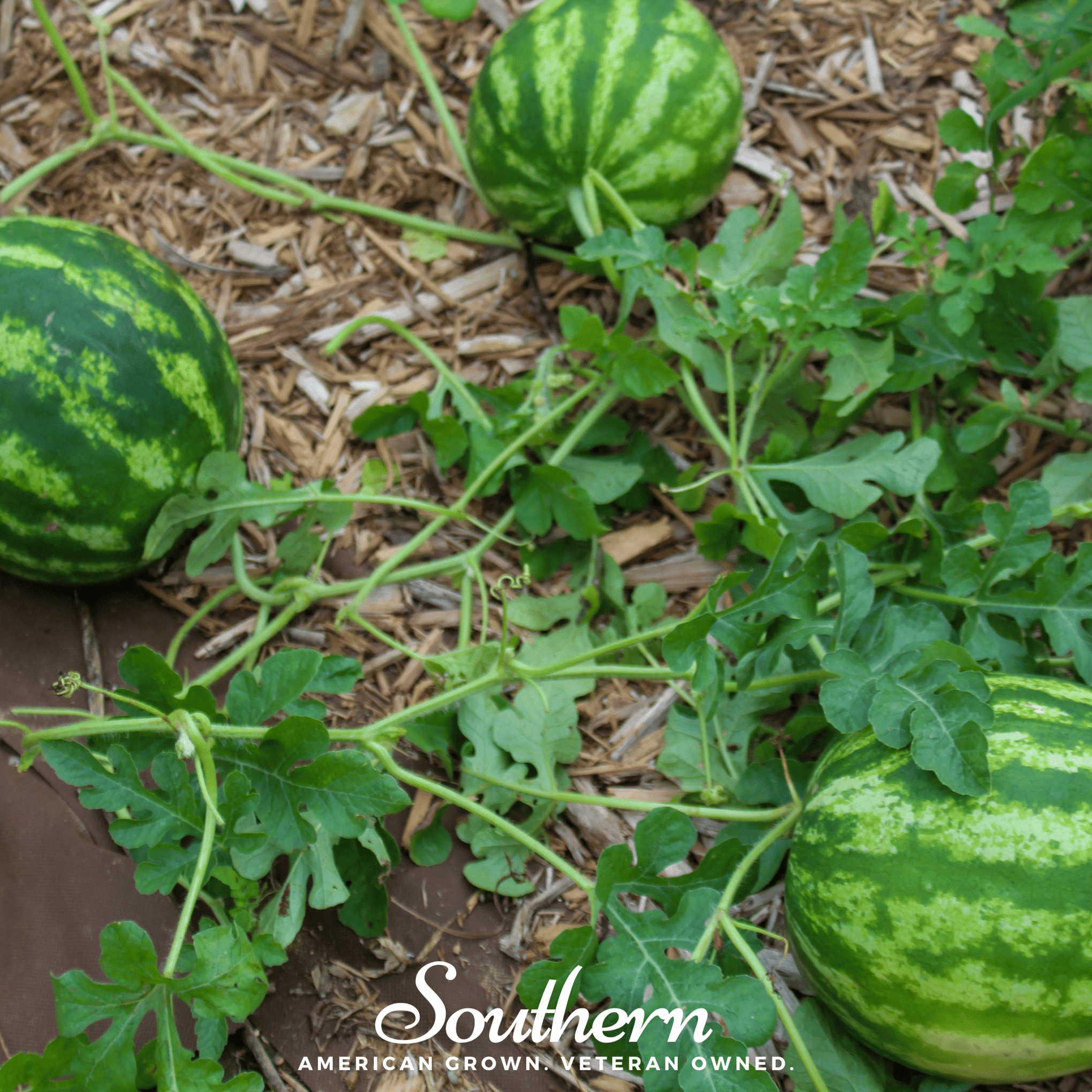 Crimson Sweet Watermelon – 25 Seeds