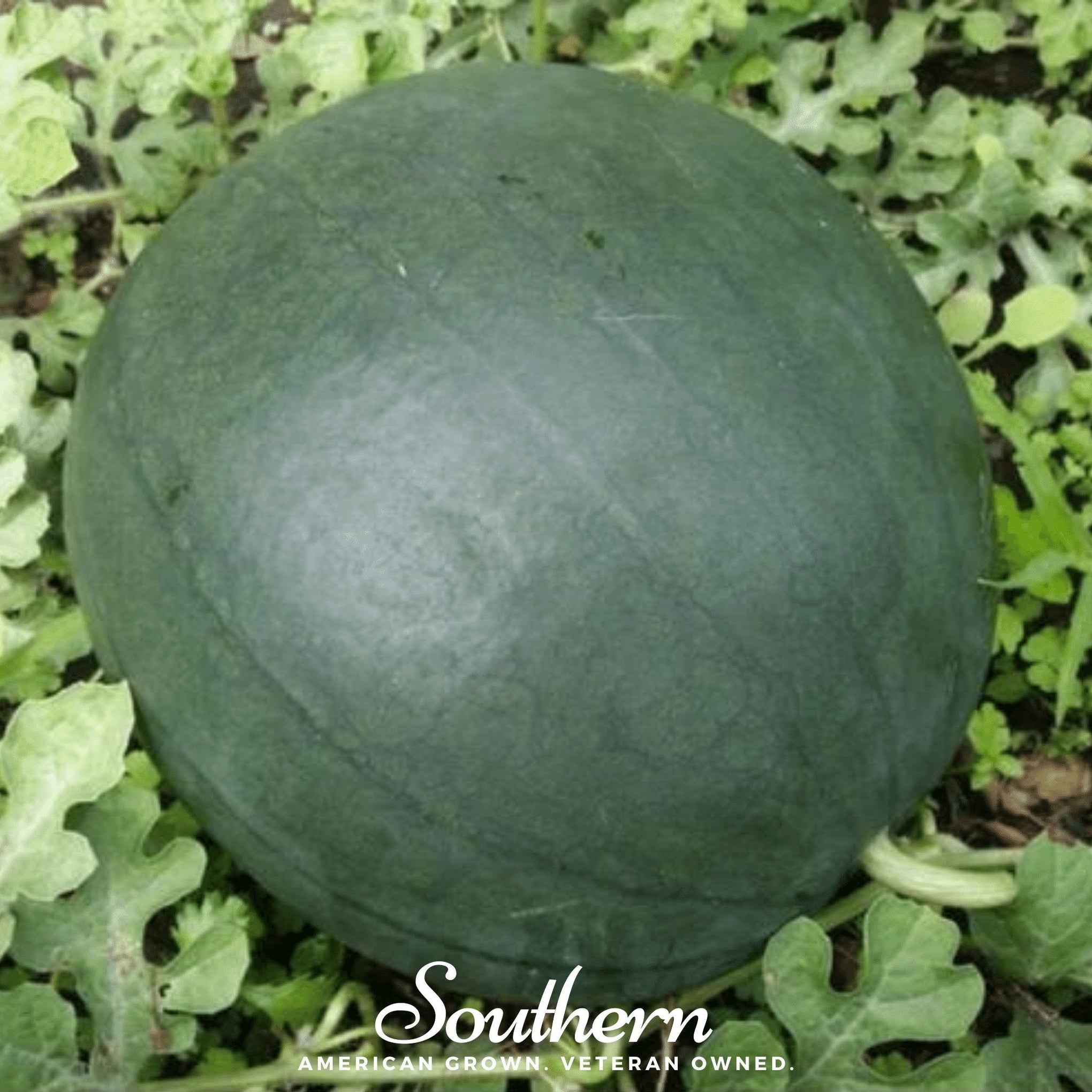 Sugar Baby Watermelon – 25 Seeds