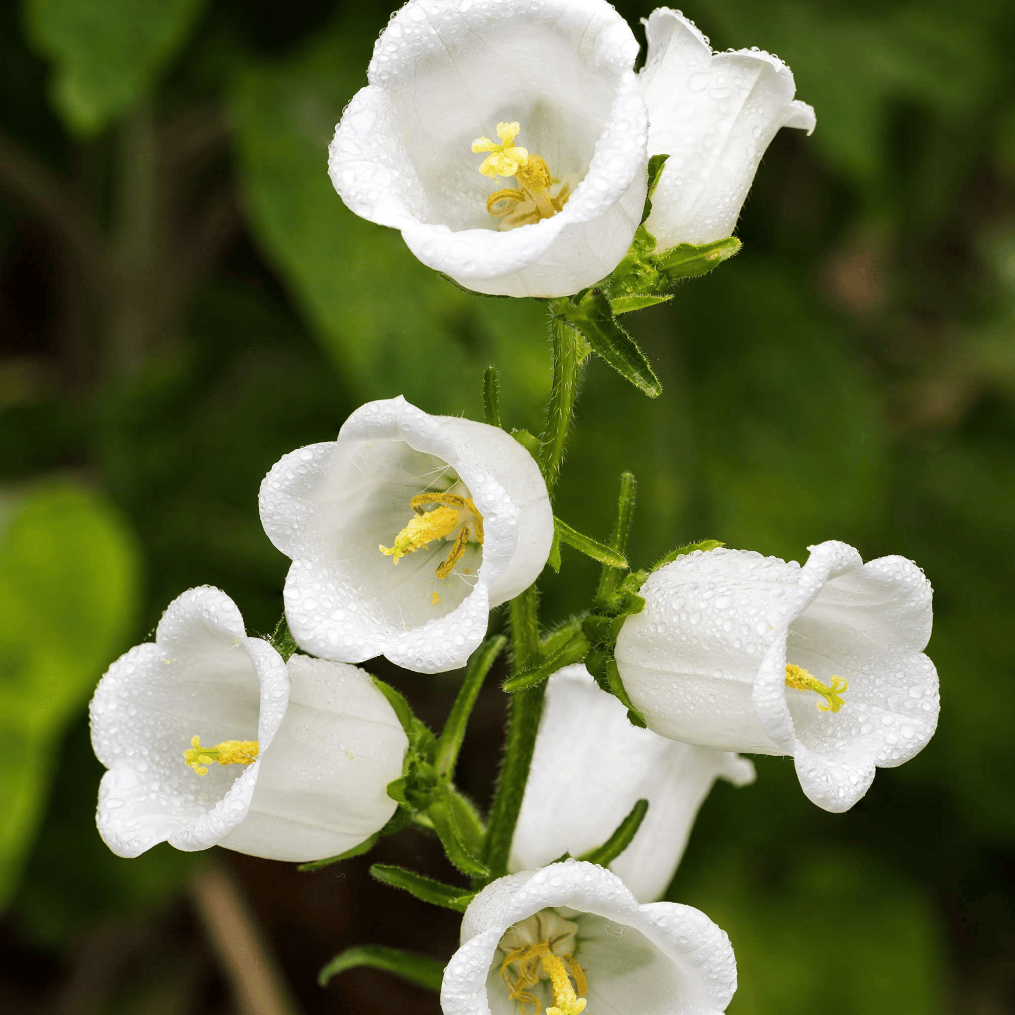 White Canterbury Bells – 100 Seeds