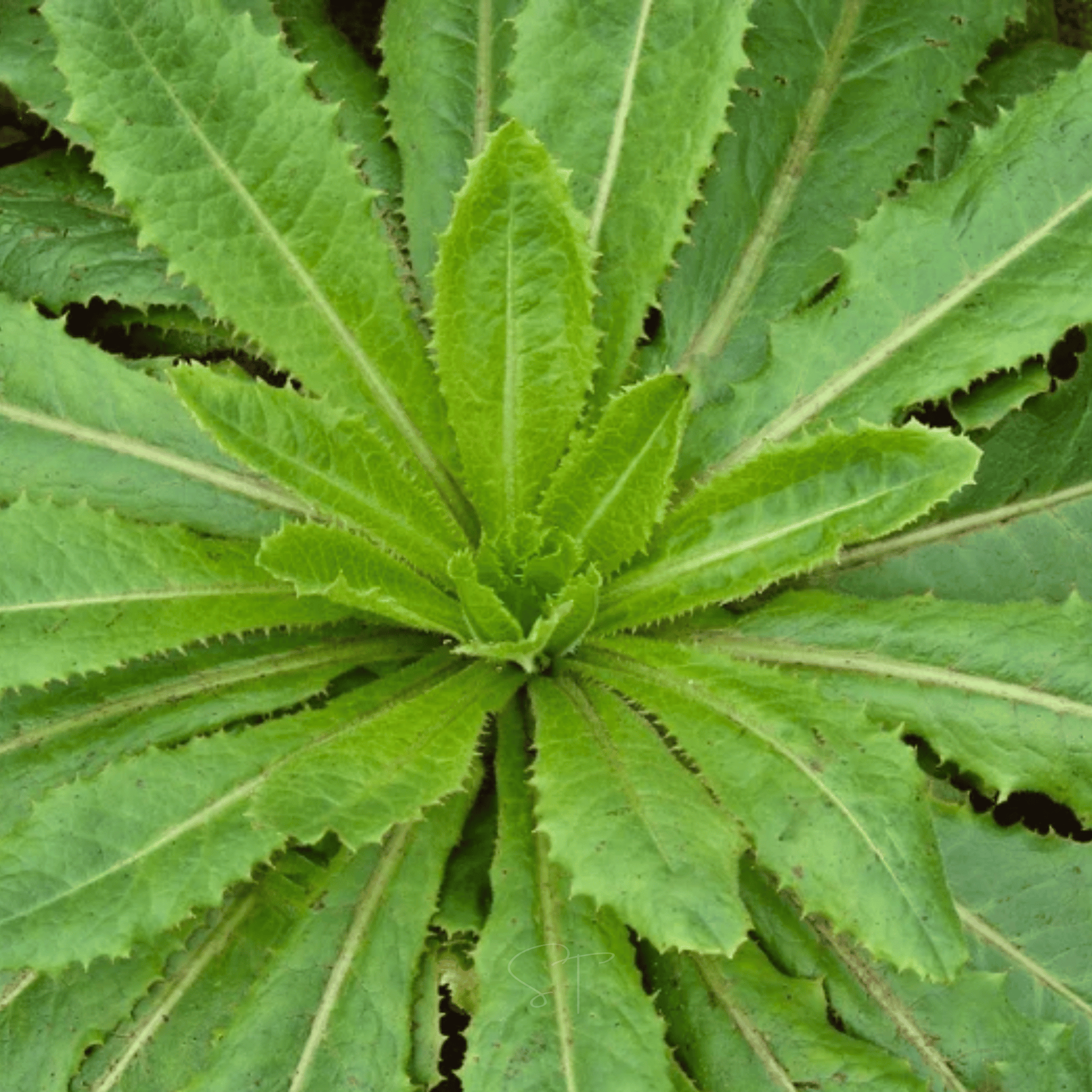 Wild Lettuce – 20 Seeds