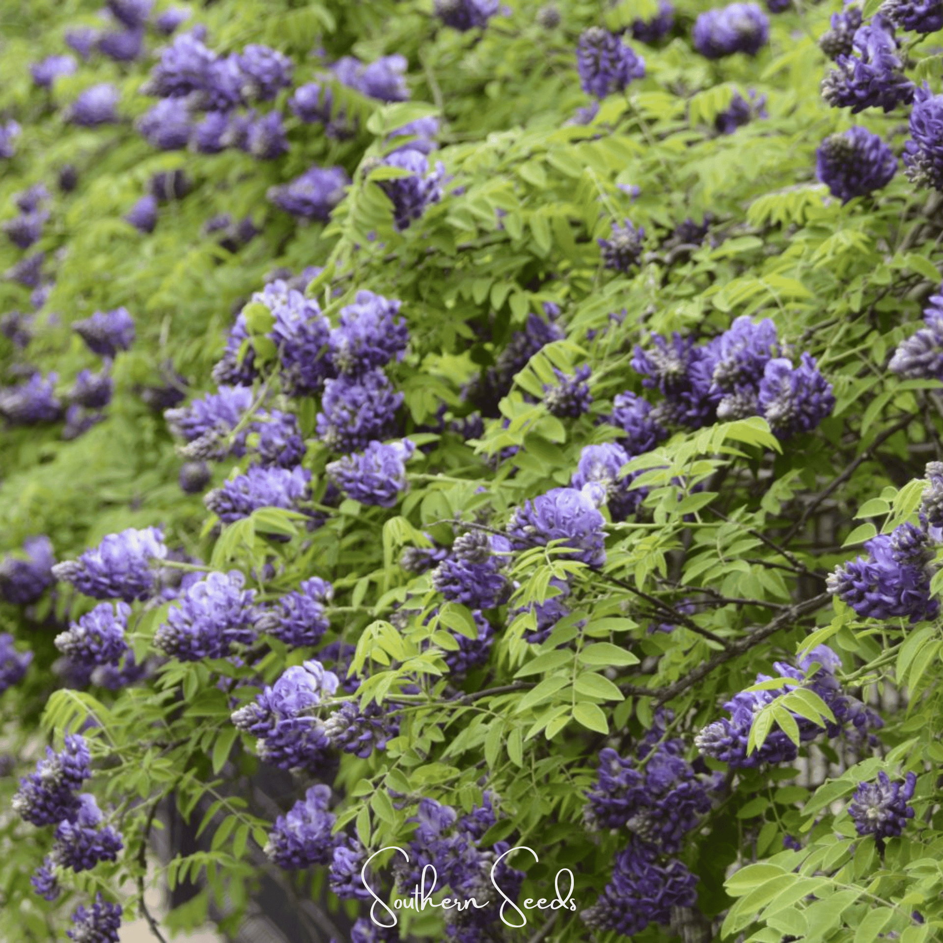 American Wisteria – 5 Seeds