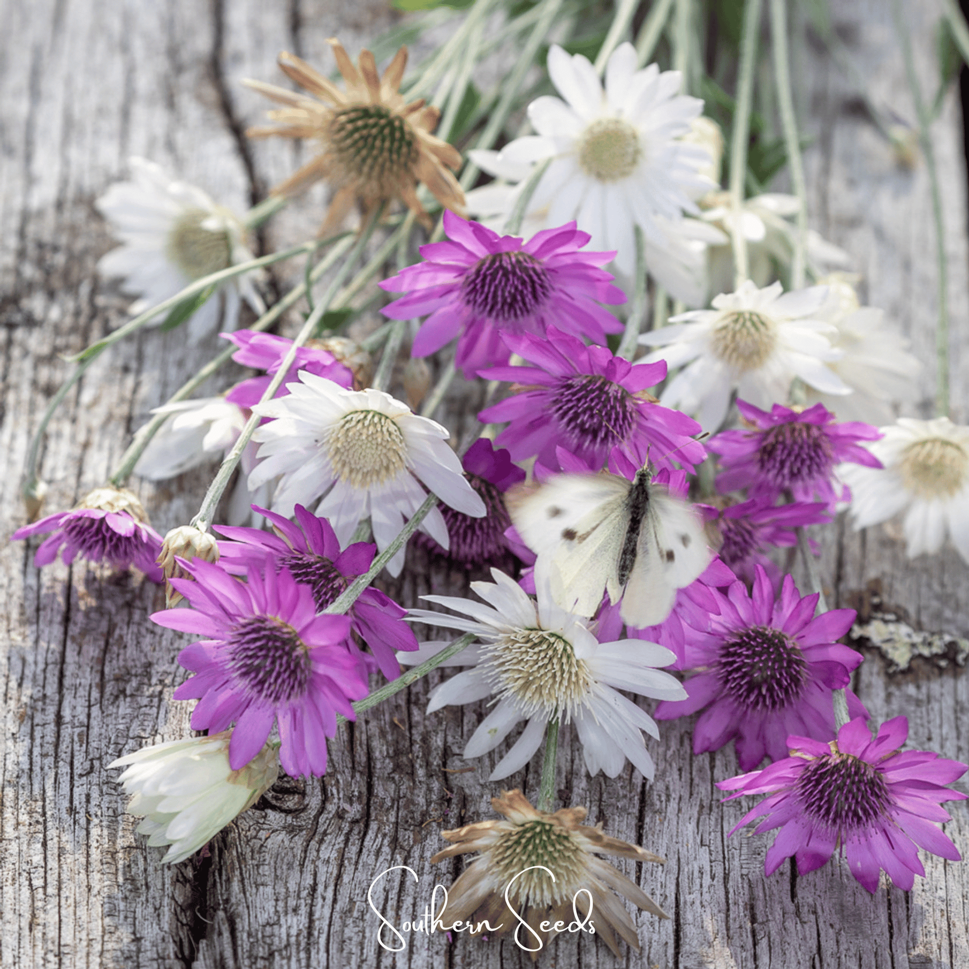 Immortelle Mix Xeranthemum – 100 Seeds