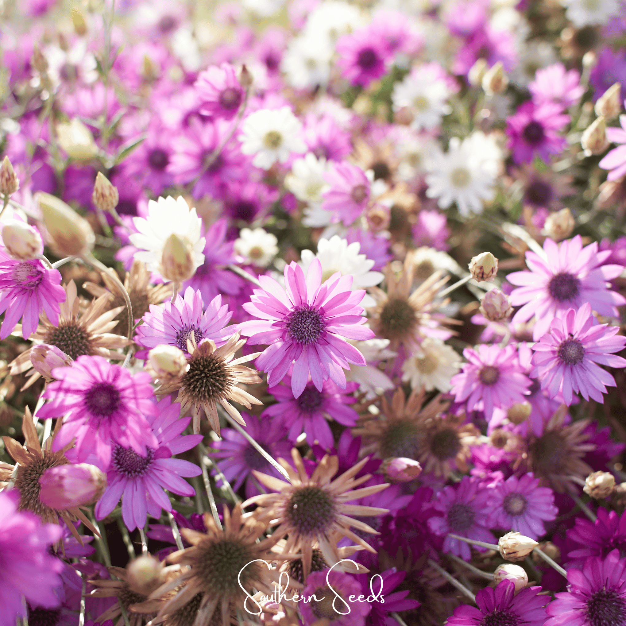 Immortelle Mix Xeranthemum – 100 Seeds