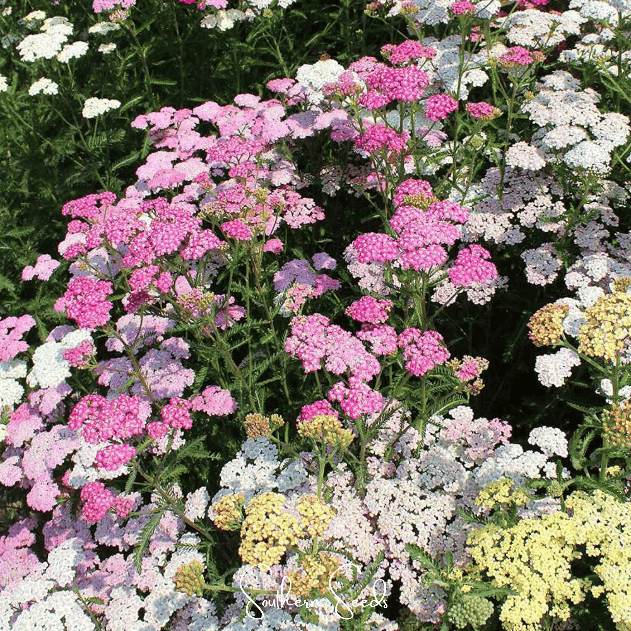 Summer Pastels Yarrow – 50 Seeds