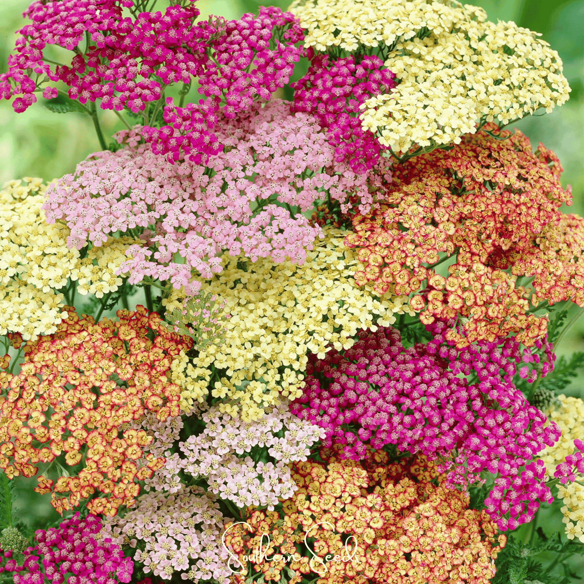 Summer Pastels Yarrow – 50 Seeds