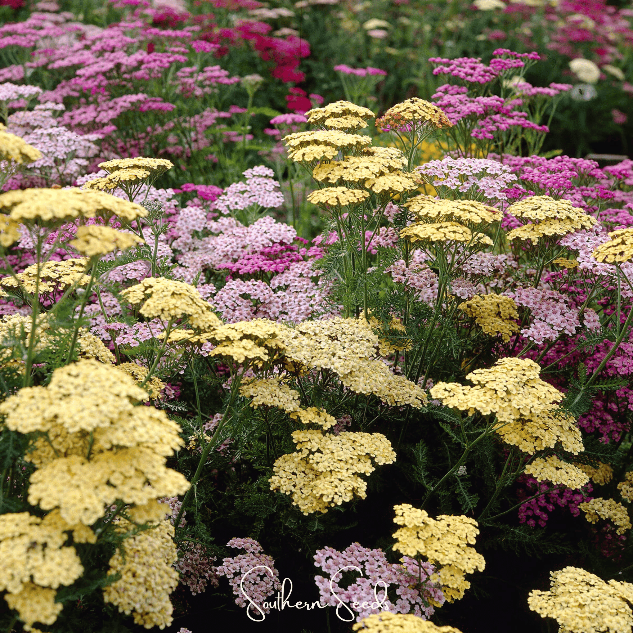 Summer Pastels Yarrow – 50 Seeds