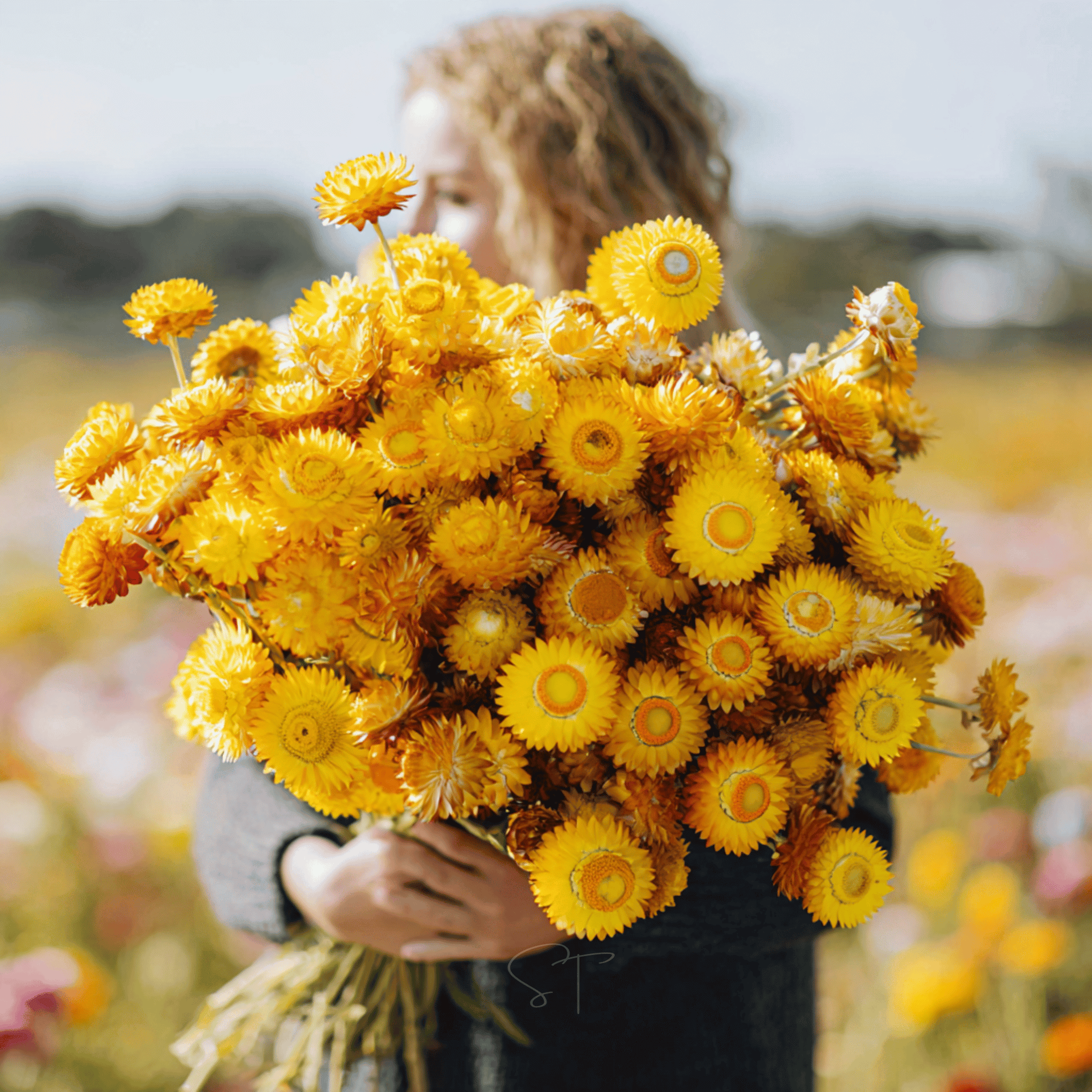 Yellow Strawflower – 100 Seeds
