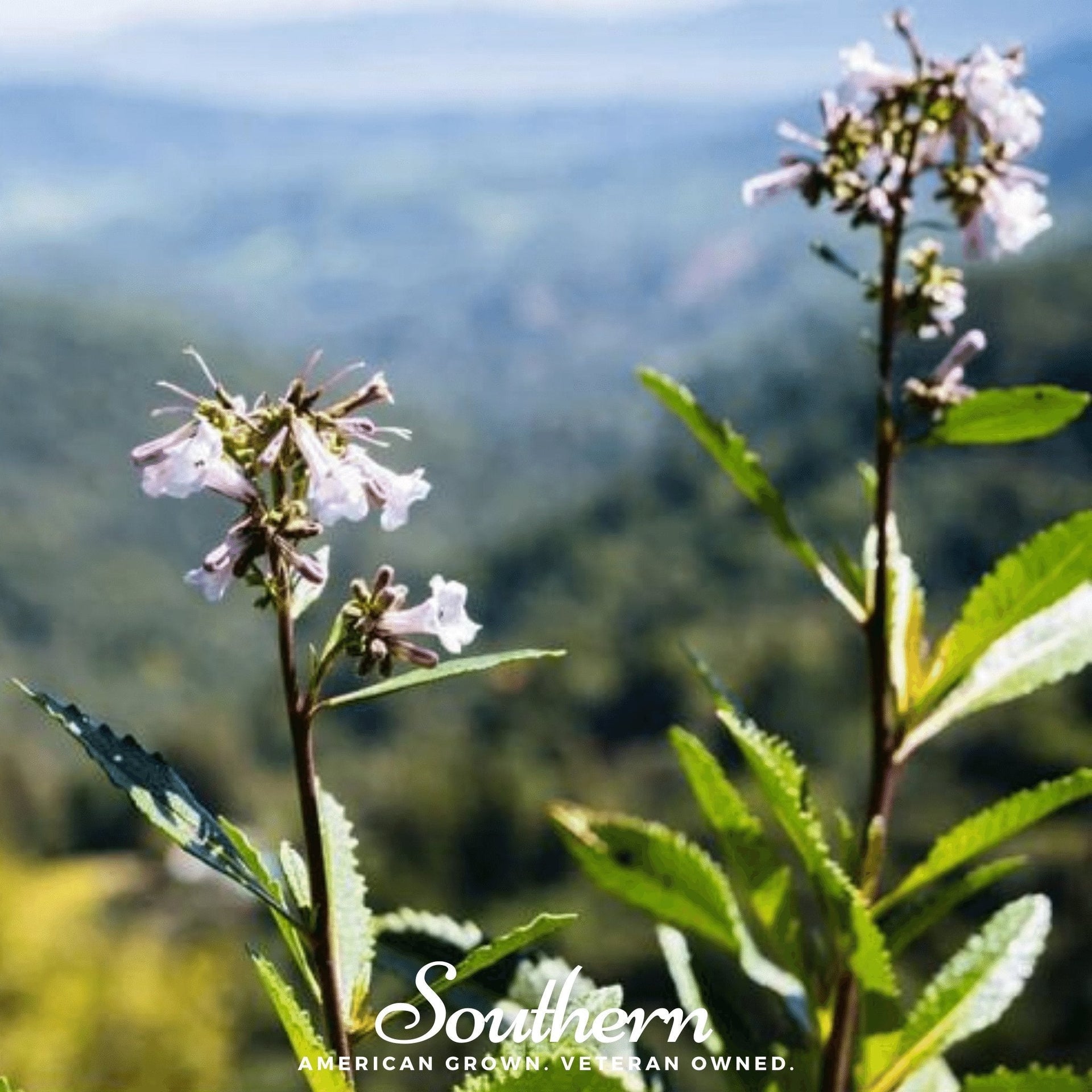 Yerba Santa – 30 Seeds