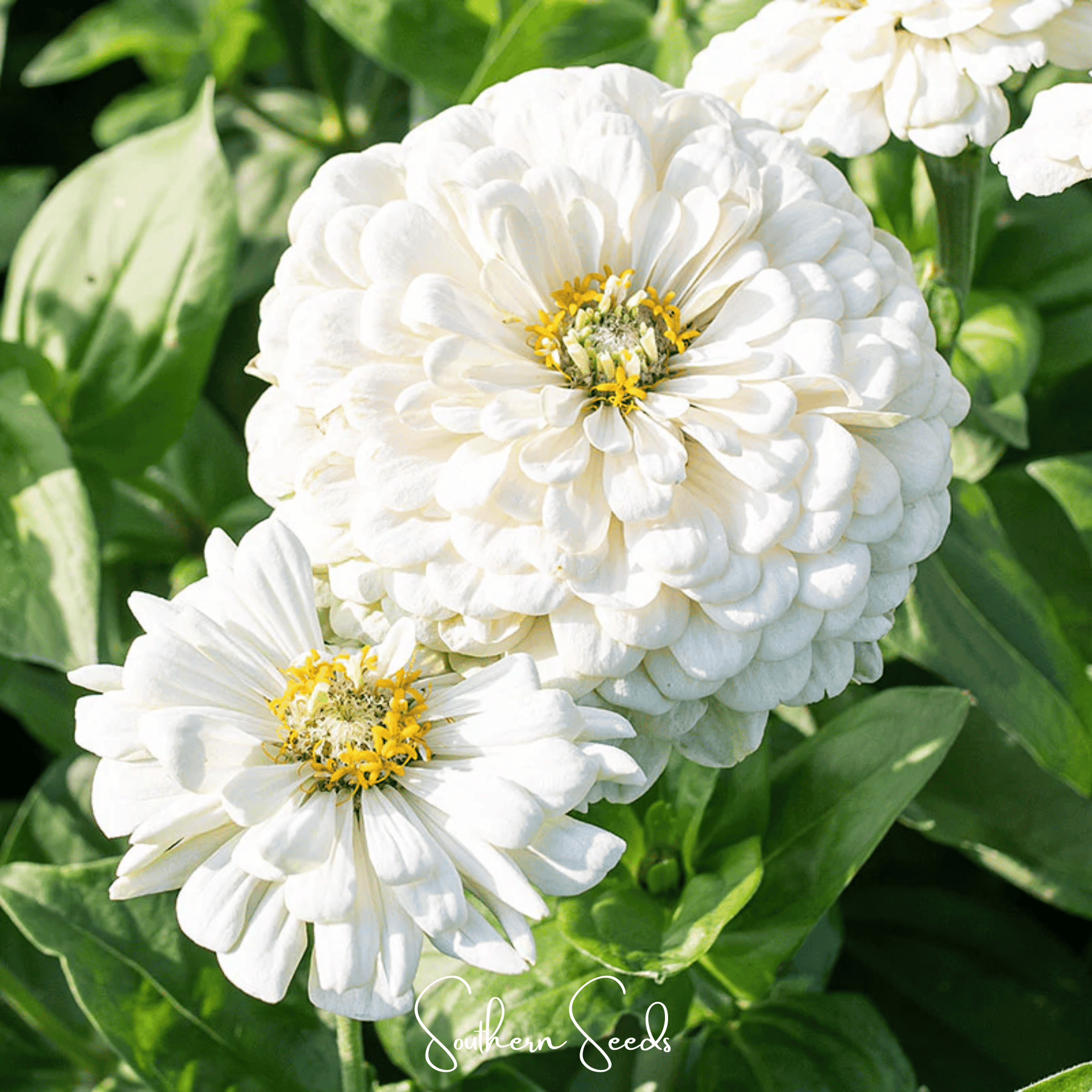 Lemon Meringue Zinnia – 100 Seeds