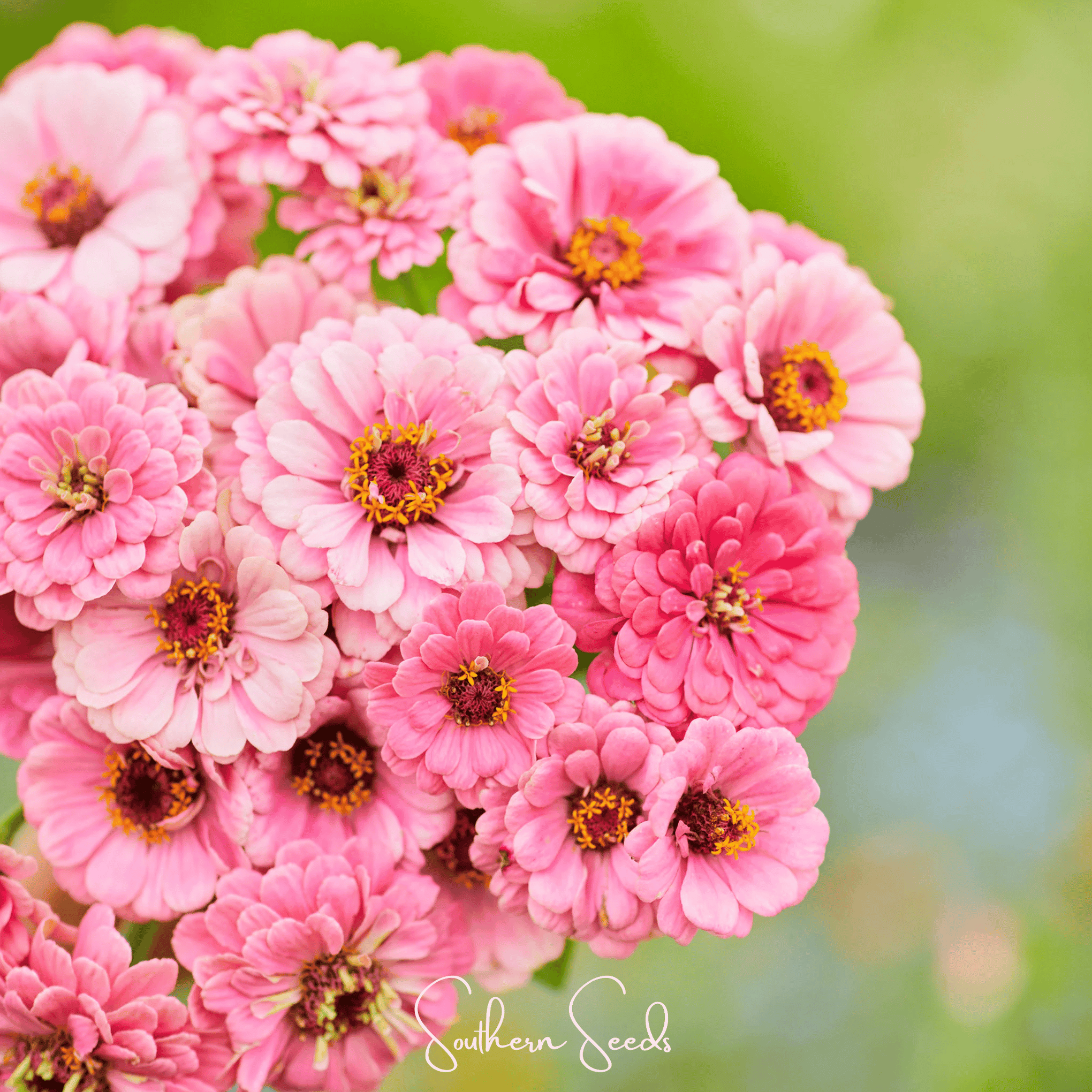 Luminosa Zinnia – 100 Seeds