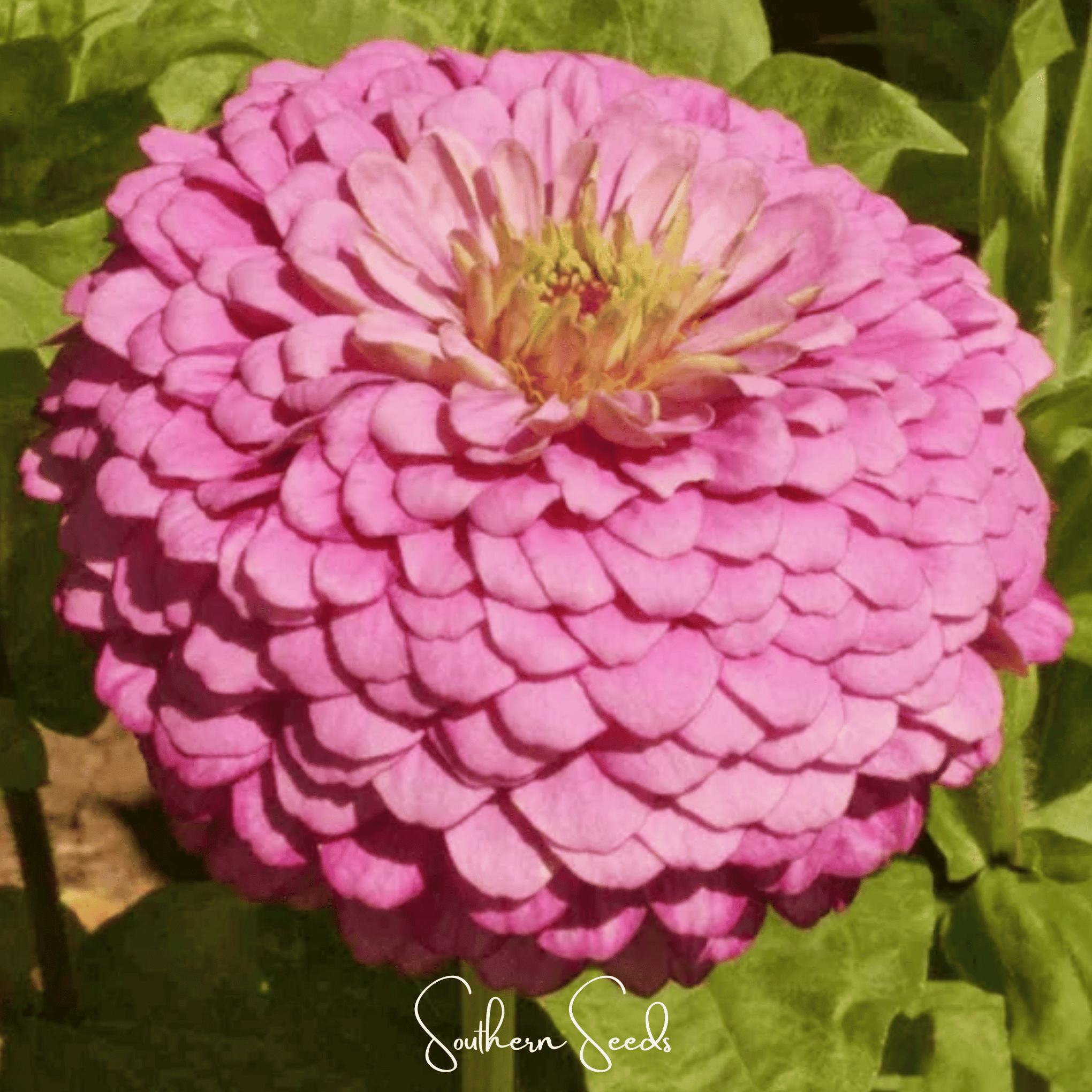 Luminosa Zinnia – 100 Seeds